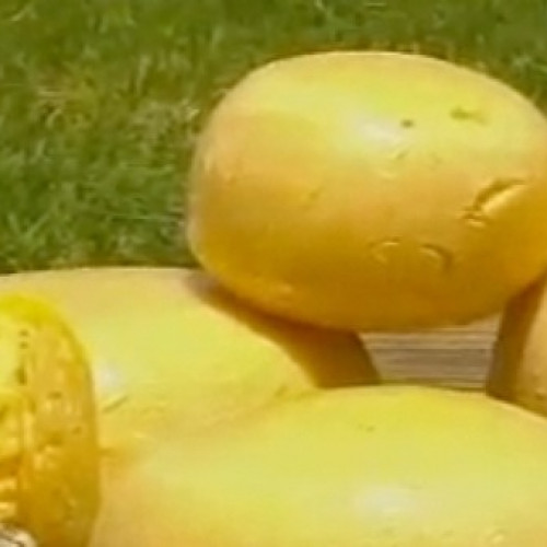 Queso semi duro casero